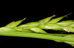 Darkgreen sedge